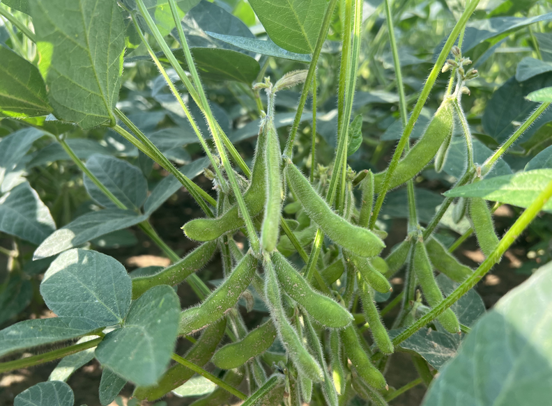 涉及13項(xiàng)農(nóng)機(jī)化技術(shù)！山西省糧油作物機(jī)械化步伐加快