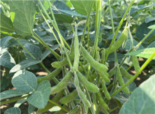 涉及13项农机化技术！山西省粮油作物机械化步伐加快